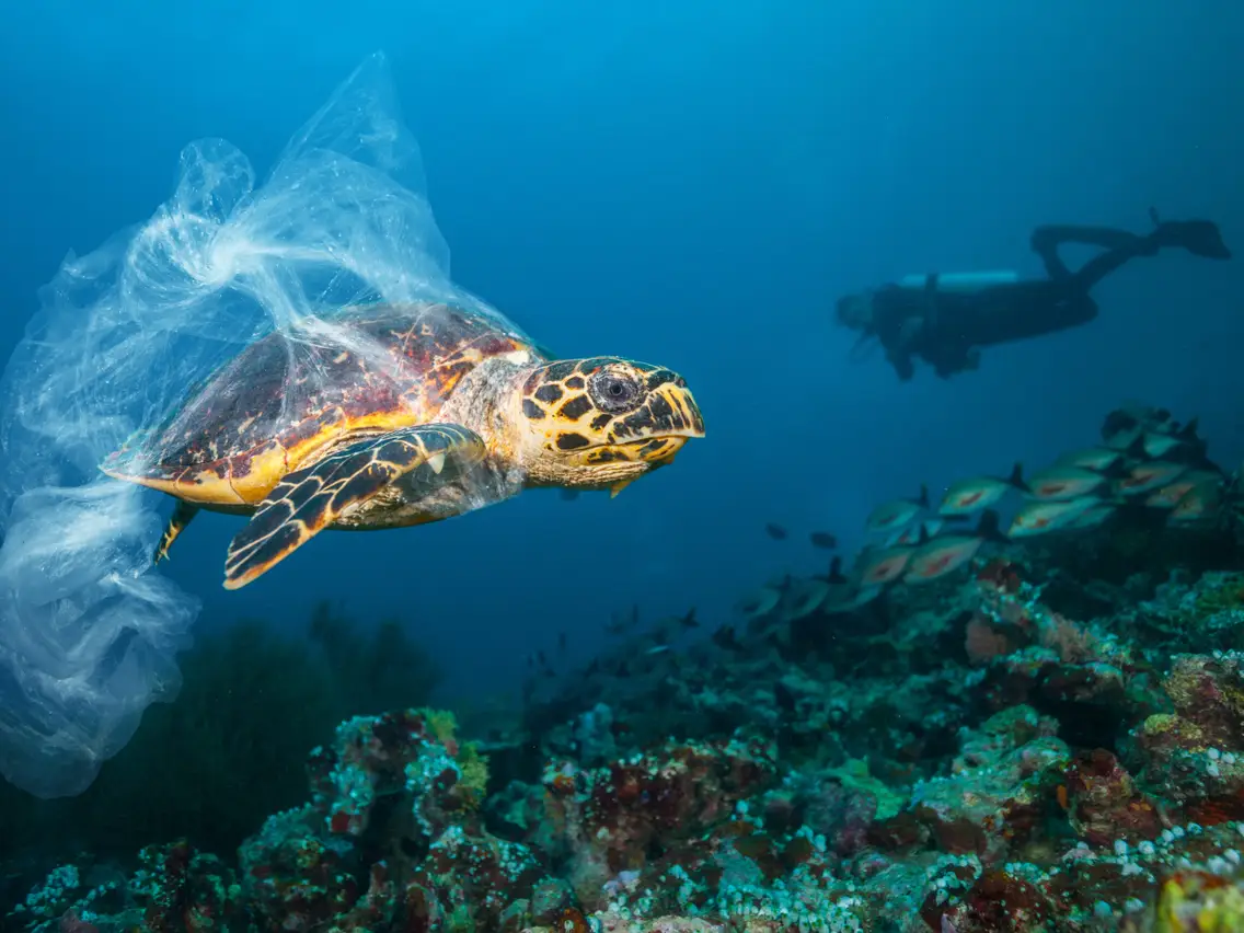 The dangers of single use plastics